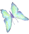 schmetterling