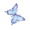 schmetterling