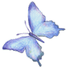 schmetterling