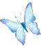 schmetterling