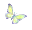 schmetterling