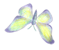 schmetterling