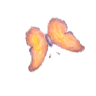 schmetterling