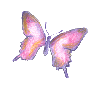 schmetterling