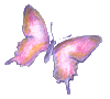 schmetterling